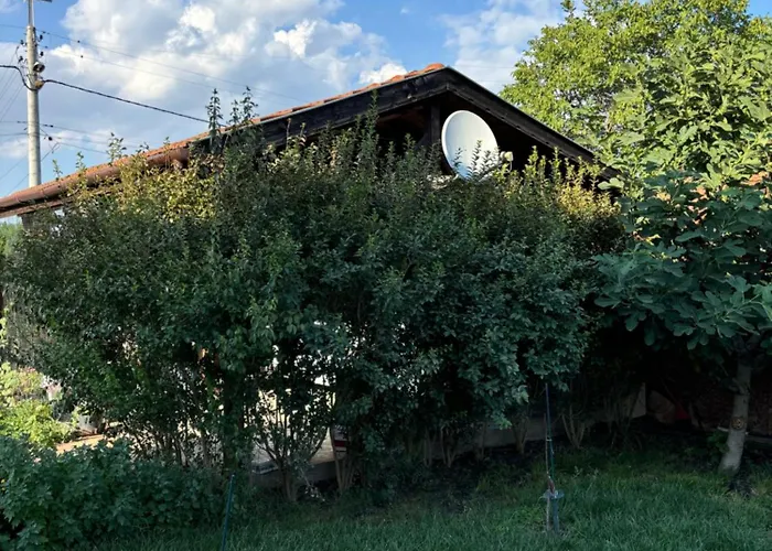 Rose فيلة Trastikovo